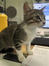 adoptable Cat in Los Angeles, CA named GWEN STACY