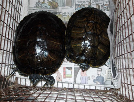 adoptable Turtle in Los Angeles, CA named TOM