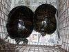 adoptable Turtle in  named TOM