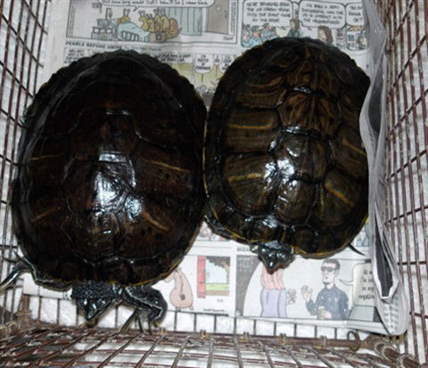 adoptable Turtle in Los Angeles, CA named JERRY