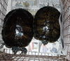 adoptable Turtle in  named JERRY