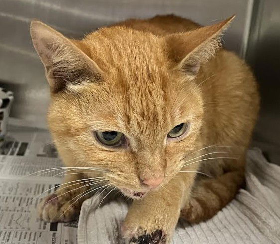 adoptable Cat in Los Angeles, CA named JAIME