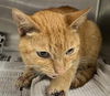 adoptable Cat in  named JAIME