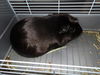 adoptable Guinea Pig in  named HANNA