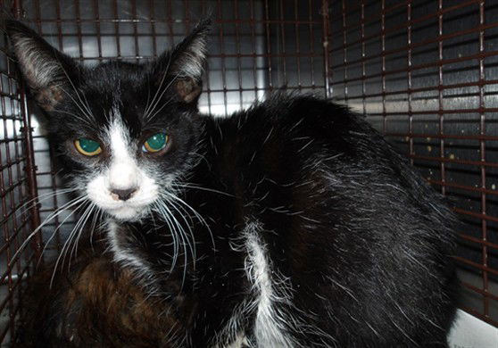 adoptable Cat in Los Angeles, CA named TURBO