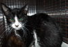 adoptable Cat in Los Angeles, CA named TURBO
