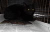 adoptable Cat in Los Angeles, CA named JETTY