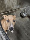 adoptable Dog in  named PLUTO