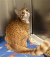 adoptable Cat in Los Angeles, CA named ALLEY