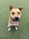 adoptable Dog in  named JAIME