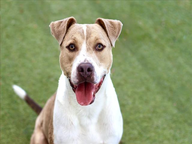 Pit Bull