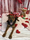 BUBBA - Photo 1