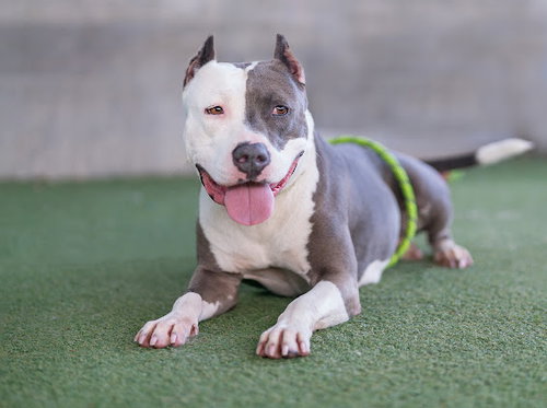 UCLA - Pit Bull Terrier available for adoption