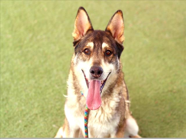 German Shepherd