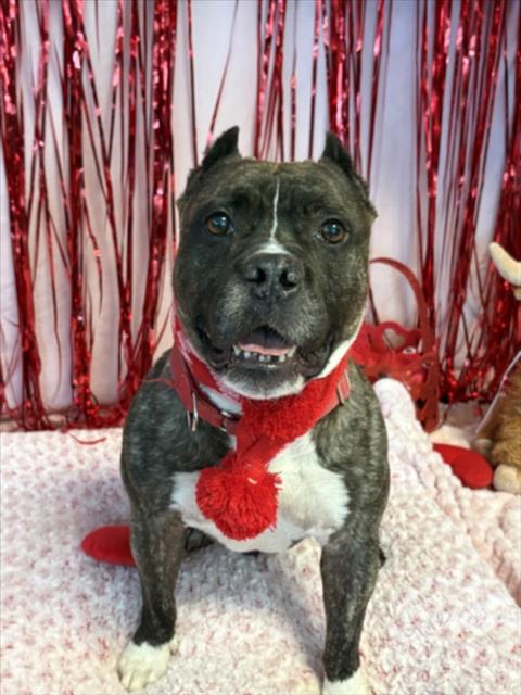 DESI - Staffordshire Bull Terrier available for adoption