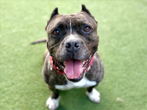 DESI - Staffordshire Bull Terrier available for adoption