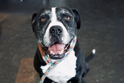 RUBY - Boxer available for adoption