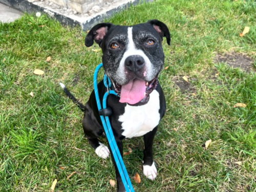 RUBY, an adoptable Boxer in Los Angeles, CA