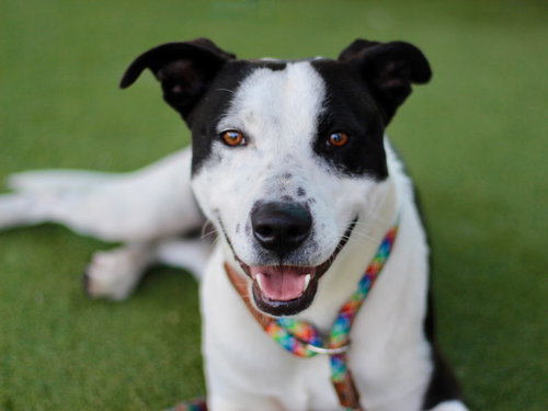 RINGO - Staffordshire Bull Terrier available for adoption