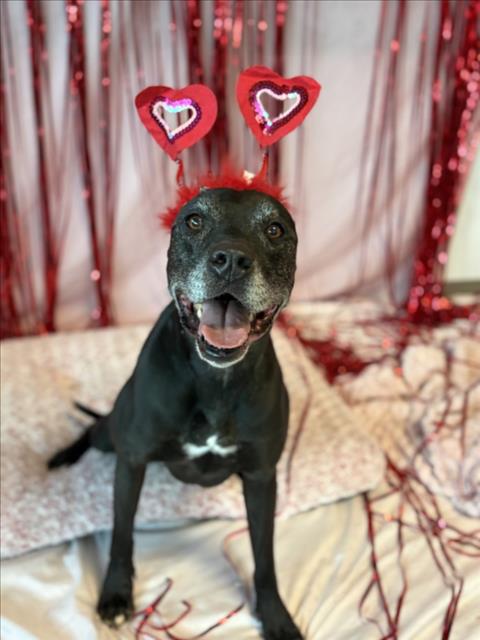 CECE - Boxer / Pit Bull Terrier available for adoption