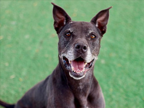 CECE - Boxer / Pit Bull Terrier available for adoption