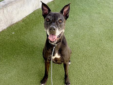 CECE - Boxer / Pit Bull Terrier available for adoption