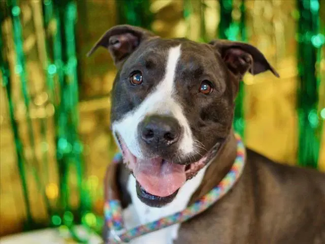 Colbie - Pit Bull Terrier