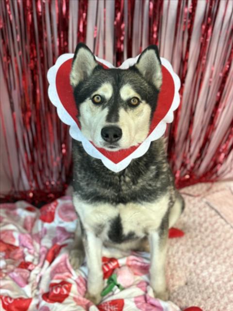 APOLLO - Siberian Husky available for adoption