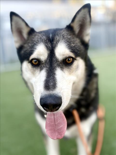 Siberian Husky