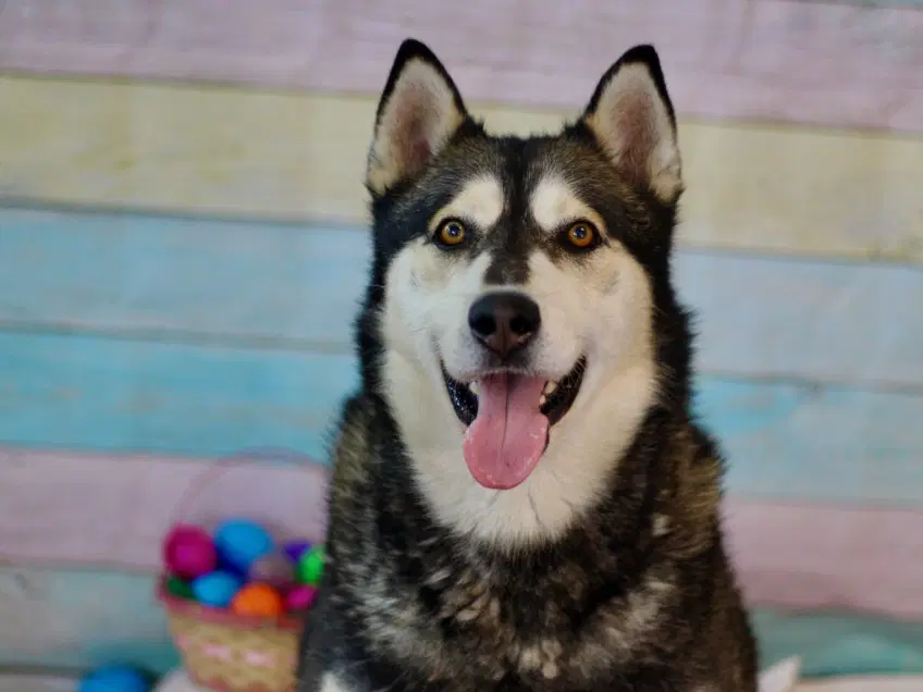 Apollo - Siberian Husky