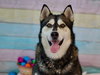APOLLO - Photo 1
