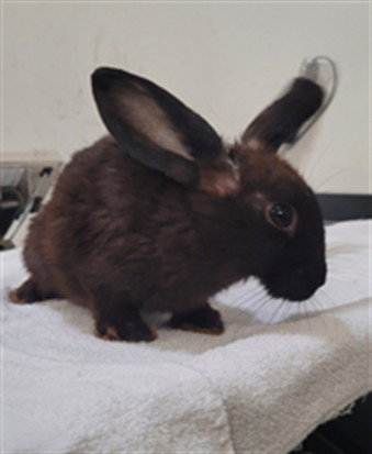 BUSBOY - Shorthaired Rabbit available for adoption