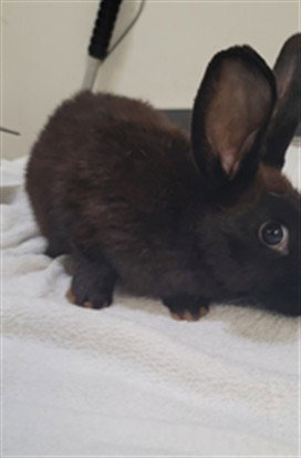 A2235859 - Shorthaired Rabbit available for adoption