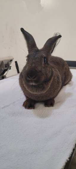 KRINGLES - Shorthaired Rabbit available for adoption