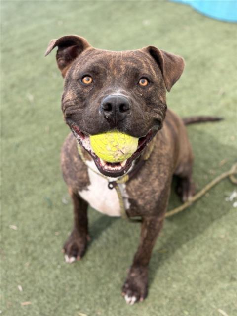 BAGEL - Pit Bull Terrier available for adoption