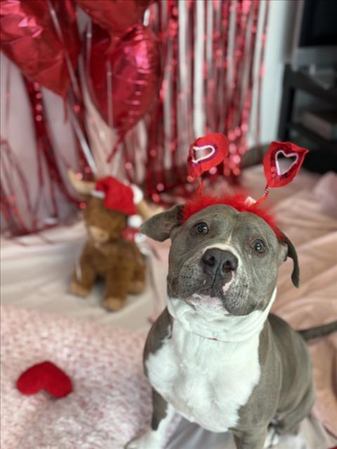 MAMA - Pit Bull Terrier available for adoption