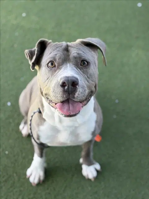 Mama - Pit Bull Terrier