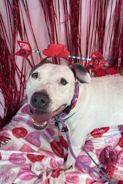 HOMER - Pit Bull Terrier available for adoption