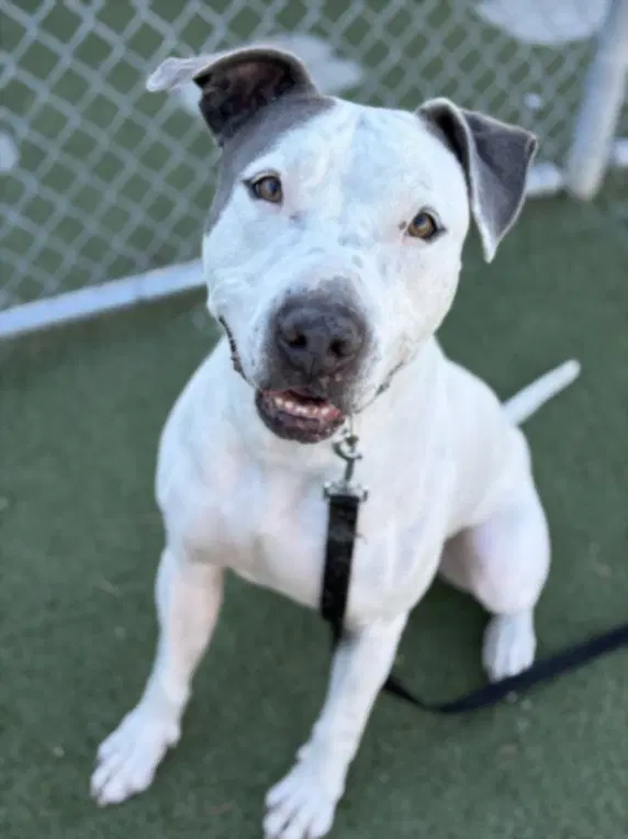 Homer - Pit Bull Terrier