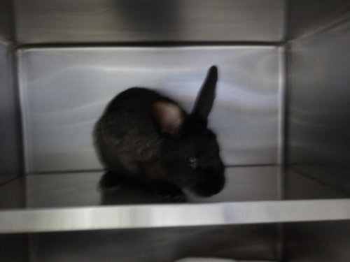 MAXIE - Shorthaired Rabbit available for adoption