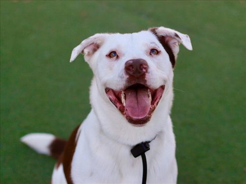 ZOMA - Pit Bull Terrier available for adoption