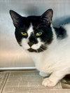 PATCHES - Photo 1