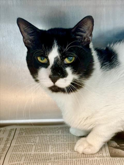 PATCHES - Domestic Short Hair available for adoption