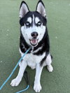 SHARAMAN - Photo 1