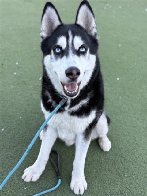 SHARAMAN - Siberian Husky available for adoption