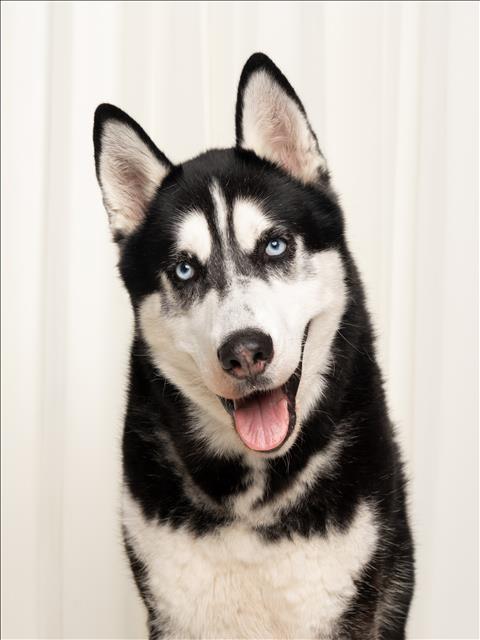 SHARAMAN, an adoptable Siberian Husky in Los Angeles, CA