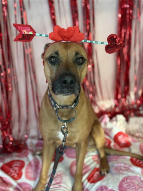 CHELSEA - German Shepherd Dog available for adoption