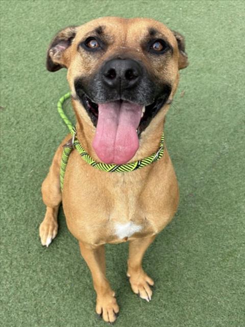 CHELSEA - German Shepherd Dog available for adoption