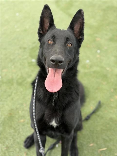 PANTHER - Belgian Shepherd Malinois available for adoption