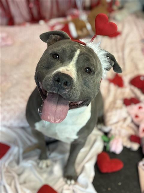 TOBY - Pit Bull Terrier available for adoption